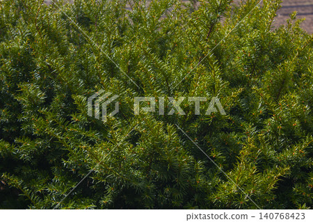 Taxus baccata close up. Green branches of yew tree(Taxus baccata, English yew Taxus baccata close up. Green branches of yew tree(Taxus baccata, English yew 140768423