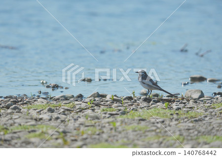 一隻白鶺鴒站在河岸邊。 一隻白鶺鴒站在河岸邊。 140768442
