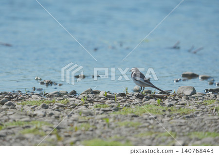 一隻白鶺鴒站在河岸邊。 一隻白鶺鴒站在河岸邊。 140768443