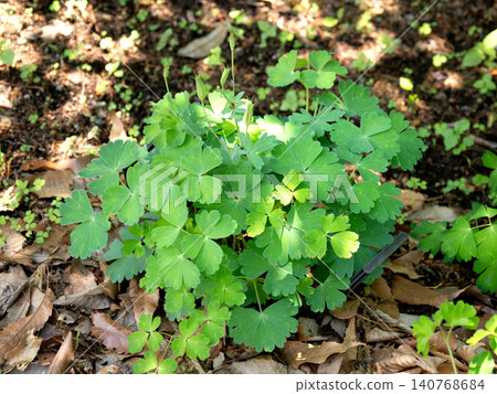 Young plants of Aquilegia flabellata Young plants of Aquilegia flabellata 140768684