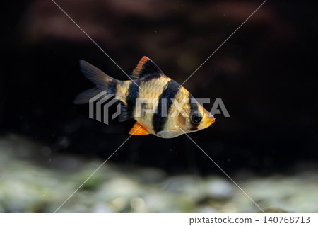 Underwater photograph of the Sumatra barb, a tropical fish characterized by its vibrant stripes - taken at Kawasui Aquarium. Underwater photograph of the Sumatra barb, a tropical fish characterized by its vibrant stripes - taken at Kawasui Aquarium. 140768713