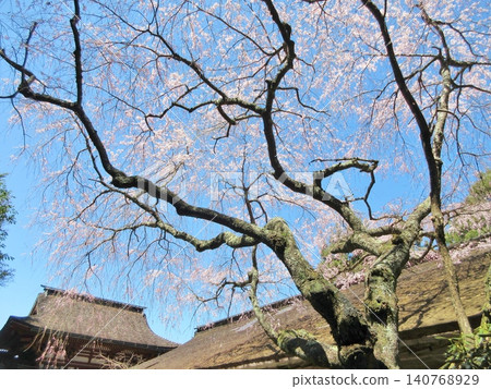 Mizuwake Shrine: Weeping cherry blossoms in full bloom Mizuwake Shrine: Weeping cherry blossoms in full bloom 140768929