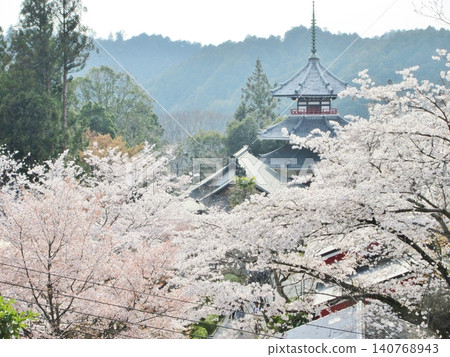 吉野市金峰泉寺南院妙法殿,櫻花盛開。 吉野市金峰泉寺南院妙法殿,櫻花盛開。 140768943