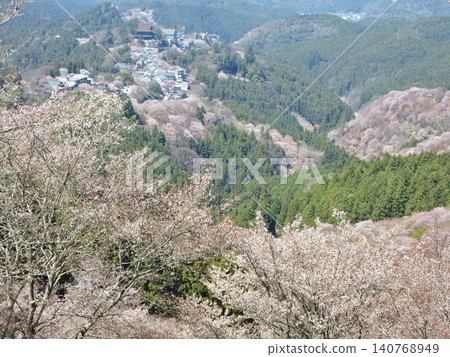 從吉野市花屋倉展望台看到的盛開的櫻花和金峰山寺藏堂。 從吉野市花屋倉展望台看到的盛開的櫻花和金峰山寺藏堂。 140768949