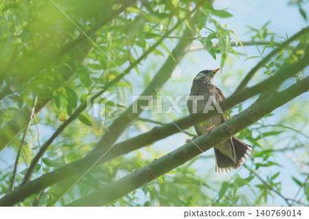 椋鳥在樹枝上 椋鳥在樹枝上 140769014