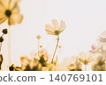 暮色中，白色的波斯菊花朵晶瑩剔透。 140769101
