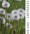 Dandelion seeds 140769103