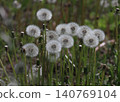 Dandelion seeds 140769104