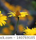 Jerusalem artichokes 140769105