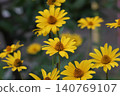Jerusalem artichokes 140769107