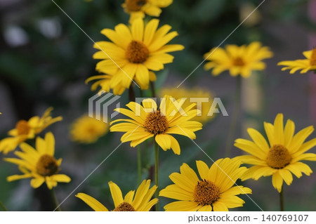 耶路撒冷朝鮮薊 耶路撒冷朝鮮薊 140769107