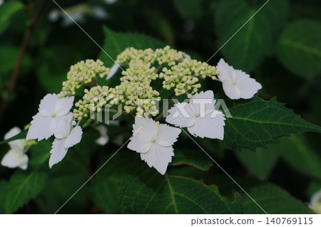 Hydrangeas beginning to bloom - White lacecap hydrangeas Hydrangeas beginning to bloom - White lacecap hydrangeas 140769115