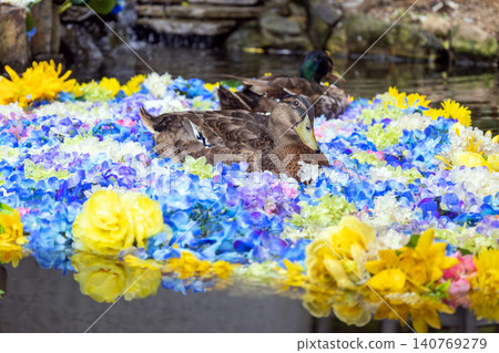 Flowers and ducks floating on the water Flowers and ducks floating on the water 140769279