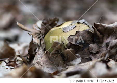Green russula mushroom hidden among dry fallen leaves Green russula mushroom hidden among dry fallen leaves 140769386