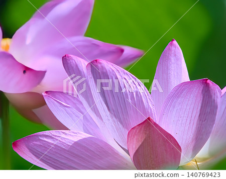 陽光下的蓮花 140769423