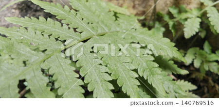A close-up macro shot featuring green fern fronds. A close-up macro shot featuring green fern fronds. 140769516