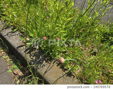路邊生長的野生洋蔥鱗莖(球莖)。 路邊生長的野生洋蔥鱗莖(球莖)。 140769578