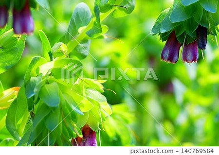 蠟菊在翠綠的葉片間盛開。 蠟菊在翠綠的葉片間盛開。 140769584