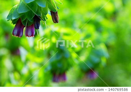 蠟菊在翠綠的襯托下顯得格外美麗。 140769586