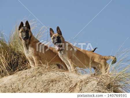 young belgian shepherds and beach young belgian shepherds and beach 140769591