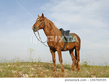 sorrel horse and saddle sorrel horse and saddle 140769595