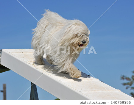 training of dog in agility training of dog in agility 140769596