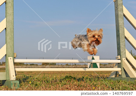 training of australian shepherd training of australian shepherd 140769597