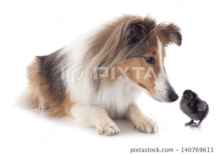 Shetland Sheepdog in studio 140769611