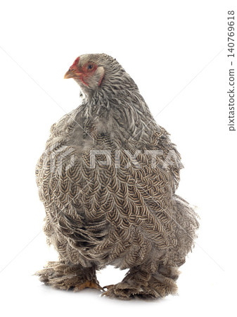 brahma chicken in studio brahma chicken in studio 140769618