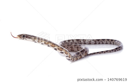 European ratsnake European ratsnake 140769619