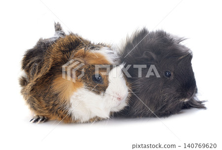 guineas pigs guineas pigs 140769620
