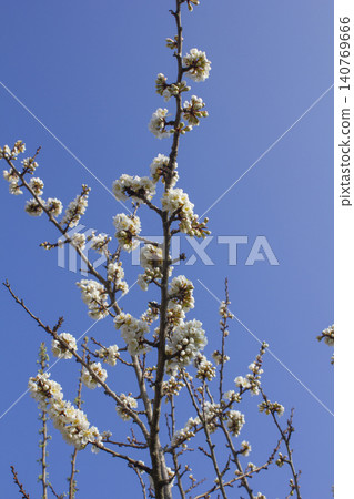 Apricot flower on nature background Apricot flower on nature background 140769666