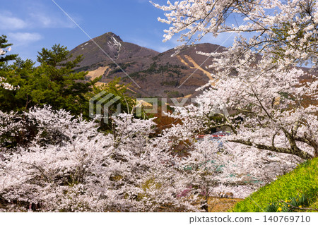 Kamegajo Park, a famous cherry blossom viewing spot in the old castle ruins of Inawashiro Town, Yama District, Fukushima Prefecture, features rows of Somei Yoshino cherry trees and a view of Mount Bandai. Kamegajo Park, a famous cherry blossom viewing spot in the old castle ruins of Inawashiro Town, Yama District, Fukushima Prefecture, features rows of Somei Yoshino cherry trees and a view of Mount Bandai. 140769710