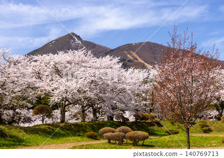 Kamegajo Park, a famous cherry blossom viewing spot in the old castle ruins of Inawashiro Town, Yama District, Fukushima Prefecture, features rows of Somei Yoshino cherry trees and a view of Mount Bandai. Kamegajo Park, a famous cherry blossom viewing spot in the old castle ruins of Inawashiro Town, Yama District, Fukushima Prefecture, features rows of Somei Yoshino cherry trees and a view of Mount Bandai. 140769713