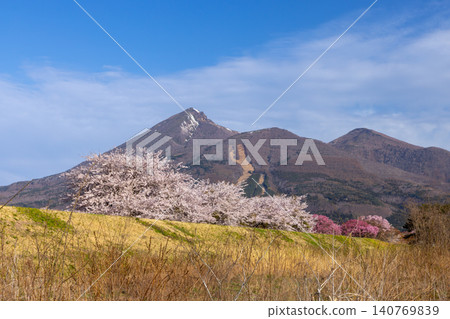 福島縣山郡豬苗代町西立長瀨川堤岸邊一排染井吉野櫻花樹,以及會津磐梯山的景色。 福島縣山郡豬苗代町西立長瀨川堤岸邊一排染井吉野櫻花樹,以及會津磐梯山的景色。 140769839