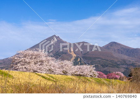 A row of Somei Yoshino cherry trees along the Nagase River embankment in Nishidate, Inawashiro-machi, Yama-gun, Fukushima Prefecture, and a view of Mount Bandai in Aizu. A row of Somei Yoshino cherry trees along the Nagase River embankment in Nishidate, Inawashiro-machi, Yama-gun, Fukushima Prefecture, and a view of Mount Bandai in Aizu. 140769840