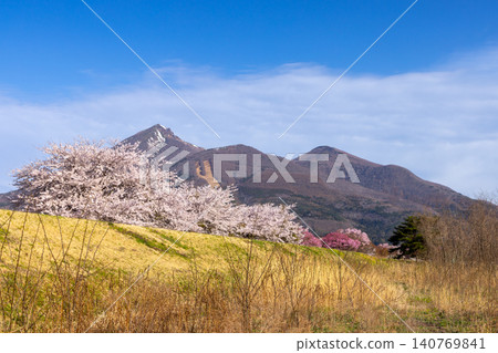 A row of Somei Yoshino cherry trees along the Nagase River embankment in Nishidate, Inawashiro-machi, Yama-gun, Fukushima Prefecture, and a view of Mount Bandai in Aizu. A row of Somei Yoshino cherry trees along the Nagase River embankment in Nishidate, Inawashiro-machi, Yama-gun, Fukushima Prefecture, and a view of Mount Bandai in Aizu. 140769841