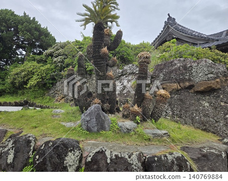 葉山森戶神社內的一棵壯麗的蘇鐵和一片岩石區。 葉山森戶神社內的一棵壯麗的蘇鐵和一片岩石區。 140769884