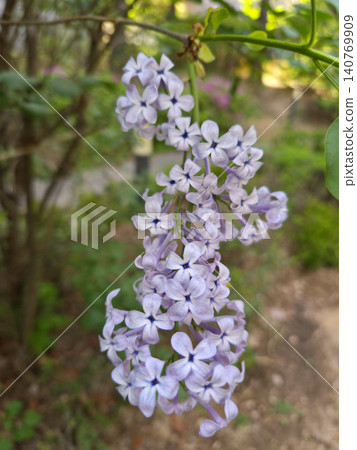It is a close-up of a fully bloomed lilac flower. It is a close-up of a fully bloomed lilac flower. 140769909