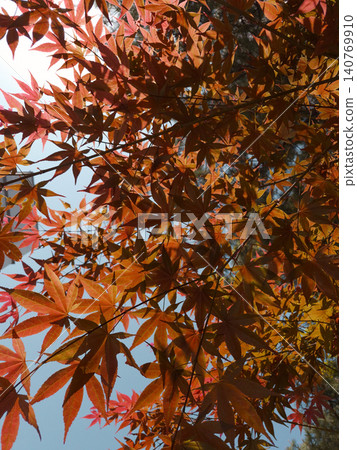 This is a low view of the red maple. 140769910