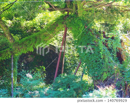 Giant trees intertwined with lush green plants, and a landscape of fresh greenery. Giant trees intertwined with lush green plants, and a landscape of fresh greenery. 140769929