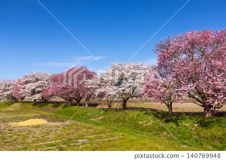 福島縣山郡豬苗代町西立的長瀨川河堤岸上，生長著包括染井吉野櫻和八重櫻在內的各種櫻花樹。 140769948