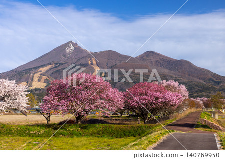 A row of cherry trees, including double-flowered cherry trees, along the Nagase River embankment in Nishidate, Inawashiro-machi, Yama-gun, Fukushima Prefecture, and the view of Mount Bandai in Aizu. 140769950