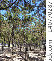 Pine forest (vertical orientation) 140770287