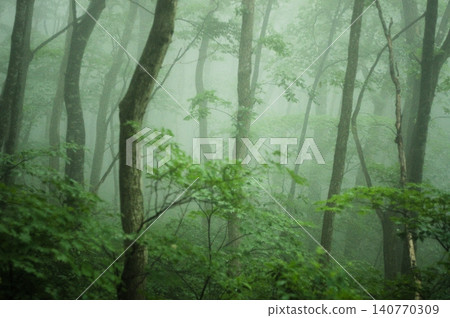 Fantastic forest shrouded in fog 140770309