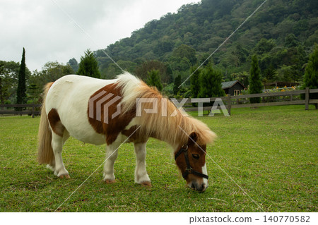Pony grazes on green grass in a ranch pasture with trees Pony grazes on green grass in a ranch pasture with trees 140770582