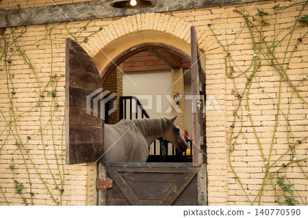 Gray horse standing at an open barn door with wooden panels Gray horse standing at an open barn door with wooden panels 140770590