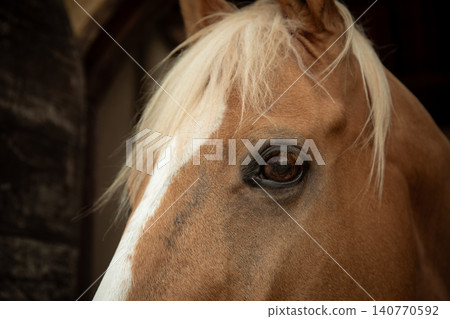 A close-up view of a horse's eye and face features 140770592