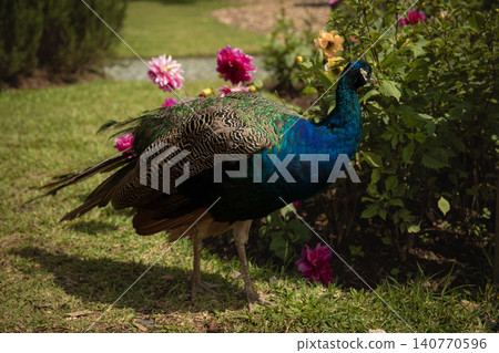Peacock showcasing vibrant feathers near blooming flowers Peacock showcasing vibrant feathers near blooming flowers 140770596