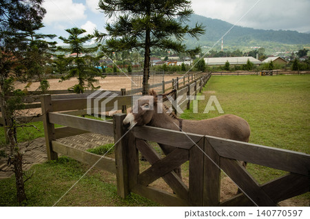 Donkey leans over a wooden fence in a grassy area Donkey leans over a wooden fence in a grassy area 140770597
